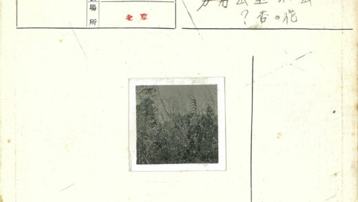 茂密植被中的高大建筑.jpg