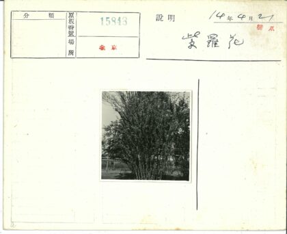 茂密灌木与草地木栅栏景色.jpg