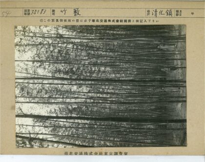 茂密竹林黑白摄影.jpg