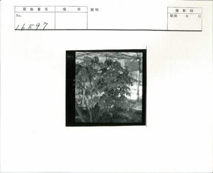 茂密花丛与花园阴影.jpg