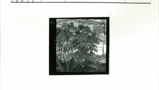 茂密花丛与花园阴影.jpg
