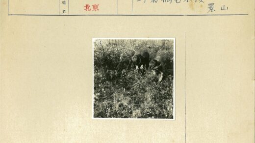 草丛中的两个孩子.jpg
