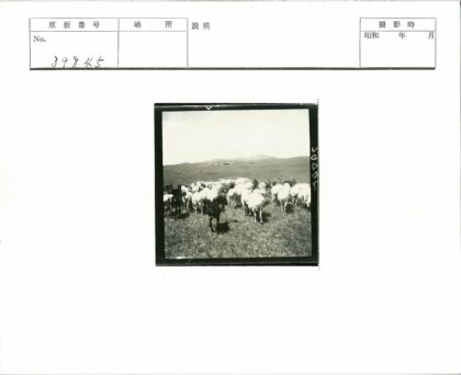草原山羊与山脉风光.jpg