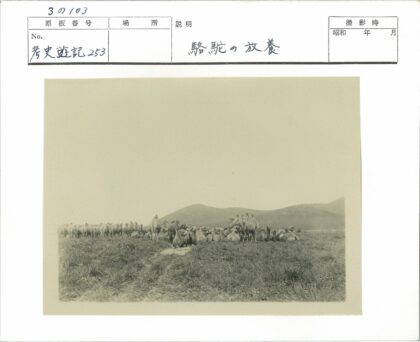 草原骆驼群与小山背景.jpg