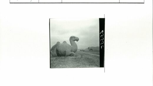 草地土路骆驼石像排列.jpg