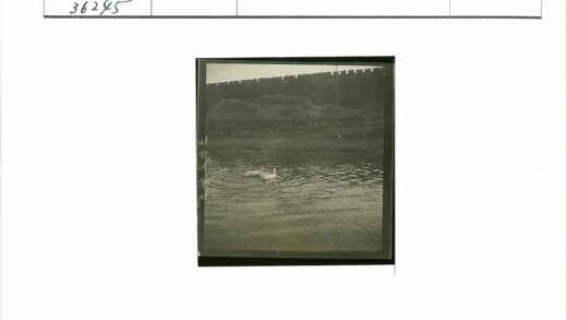 草山墙前游鸭.jpg