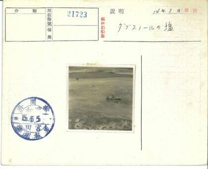 荒漠孤枝自然景观.jpg