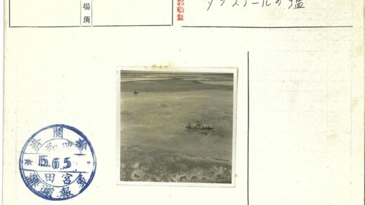 荒漠孤枝自然景观.jpg