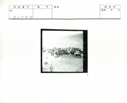 荒野马群围观的震撼瞬间.jpg