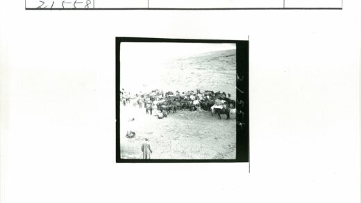 荒野马群围观的震撼瞬间.jpg