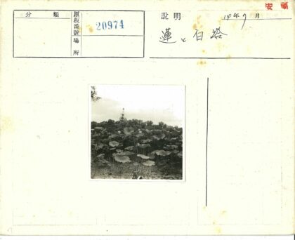 荷叶白塔云天下绿树环绕.jpg