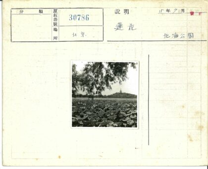 荷塘远眺青山宝塔.jpg