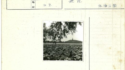 荷塘远眺青山宝塔.jpg