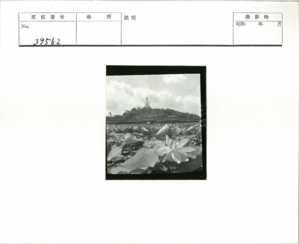 荷花花园与白塔远山.jpg