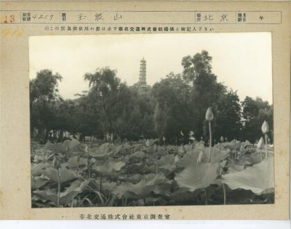 莲花田与宝塔风光.jpg