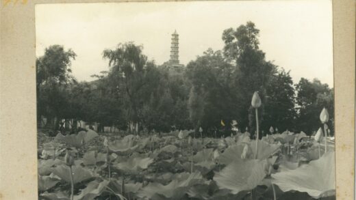莲花田与宝塔风光.jpg