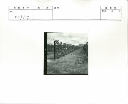 葡萄园土路与远山风光.jpg
