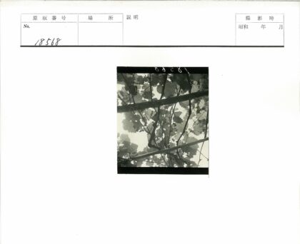 葡萄藤枝叶缠绕仰光.jpg