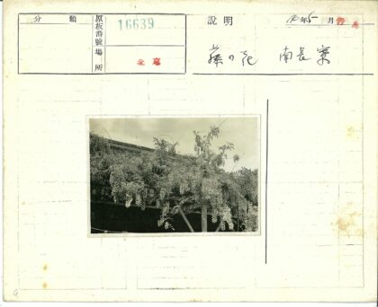 藤架花开密布多云天空.jpg