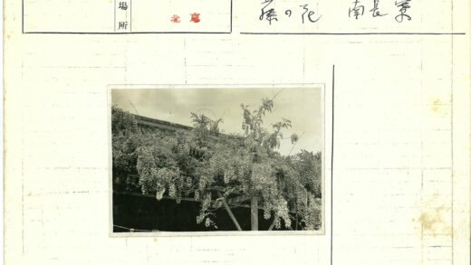 藤架花开密布多云天空.jpg