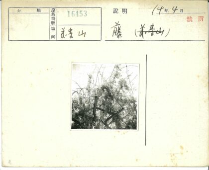 藤蔓覆盖的森林木屋景观.jpg