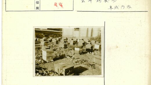 蜂箱田园与建筑背景.jpg