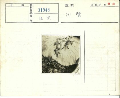 螃蟹栖息大叶上.jpg