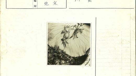 螃蟹栖息大叶上.jpg