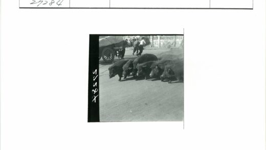 街上的野猪与马车行人.jpg