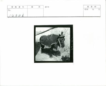 装饰马匹与石墙泥泞小路.jpg