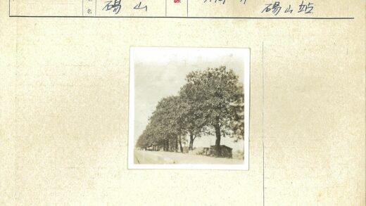 路边大树与棚屋电线杆阴影.jpg