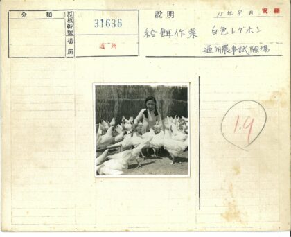 辫子女孩与小白鸡木栅栏合影.jpg