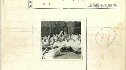辫子女孩与小白鸡木栅栏合影.jpg