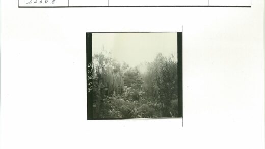 郁郁葱葱花园木屋景观.jpg