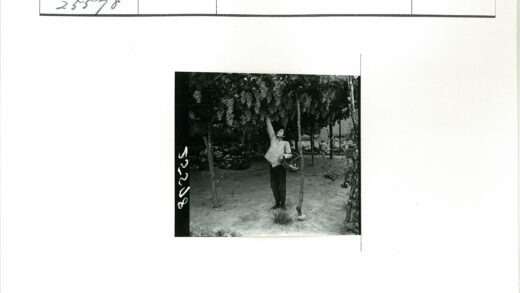 采摘葡萄的田园时光.jpg