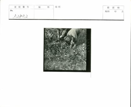 野外赏花探索自然.jpg