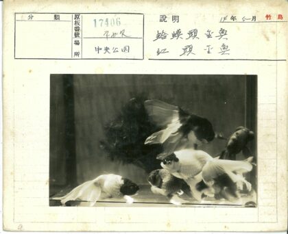 金鱼在鱼缸游泳手写卡片照片.jpg