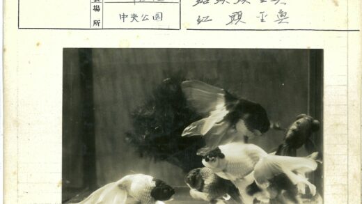 金鱼在鱼缸游泳手写卡片照片.jpg