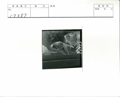 金鱼鱼缸特写镜头.jpg
