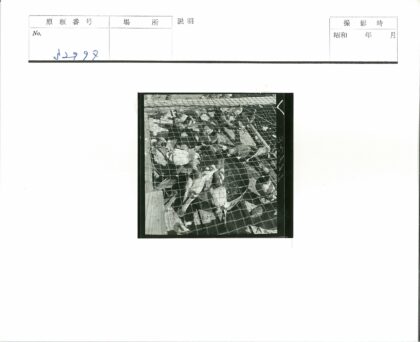 铁丝网围栏中的鸽群.jpg