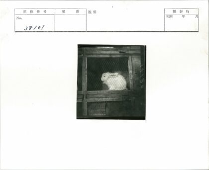 铁丝网木笼中的白兔.jpg