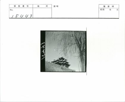 阳光下的古塔与枯树.jpg