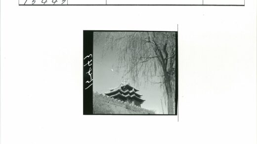 阳光下的古塔与枯树.jpg