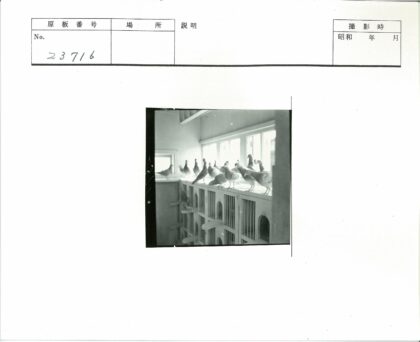 阳光下的木制鸽子洞.jpg