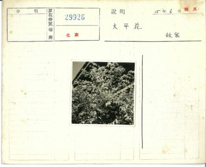 阳光下的树林与古老建筑.jpg