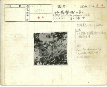 阳光下的绿叶与花朵.jpg