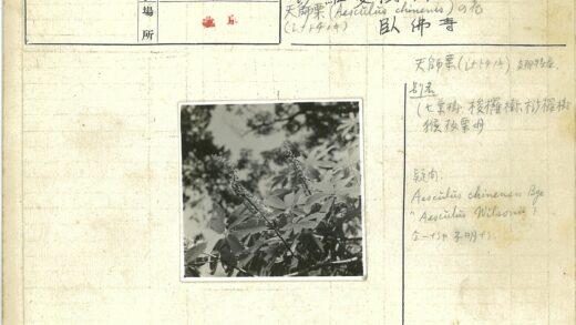 阳光下的绿叶与花朵.jpg