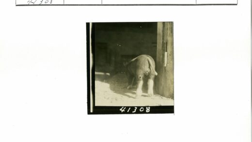 阳光下的谷仓小猪背影.jpg