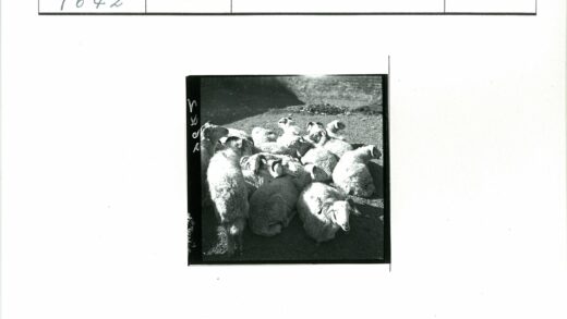 阳光下羊群躺卧阴影.jpg