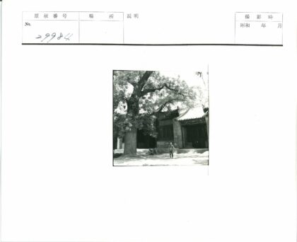 阳光树下童笑传统建筑前.jpg